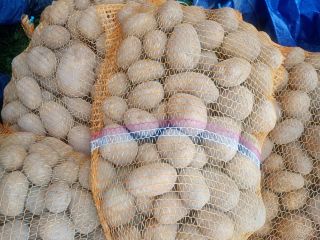 Venderé patatas de la variedad Melody, envasadas en sacos