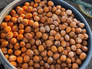 Vendo nueces búlgaras de Chandlar, sin calibrar, con cáscara,