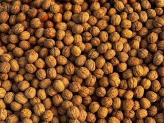 Vendo nueces búlgaras de Chandlar, sin calibrar, con cáscara,
