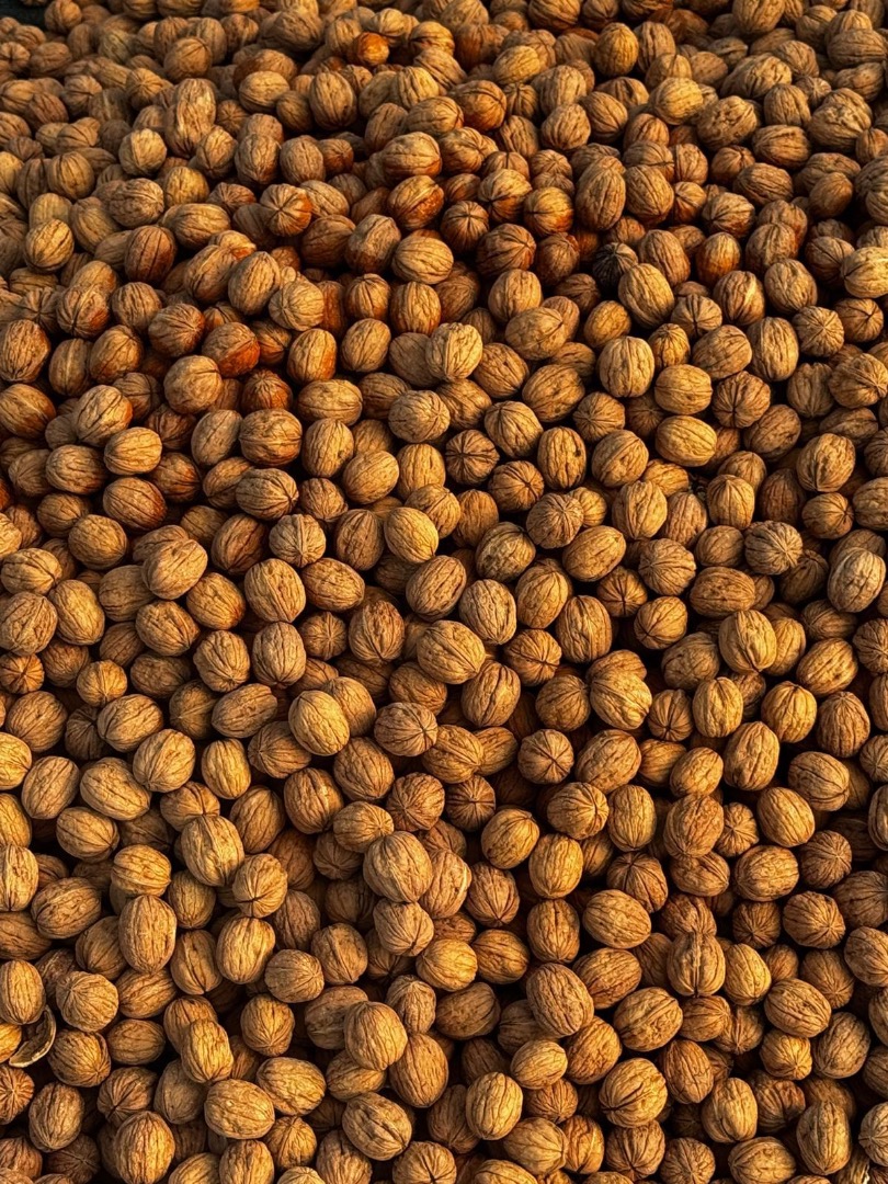 Vendo nueces búlgaras de Chandlar, sin calibrar, con cáscara, cosecha de 2026