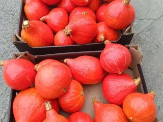 Especie de calabaza: Hokkaido. Cantidad: Hasta 50 toneladas; también