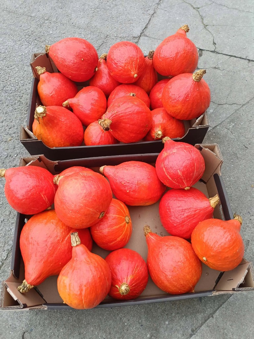 Especie de calabaza: Hokkaido