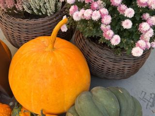 Vendo calabazas comestibles, calabazas de Hokkaido, calabazas de Halloween