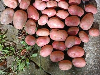 Venta de patatas de mesa - Cosecha 2026. Ofrezco