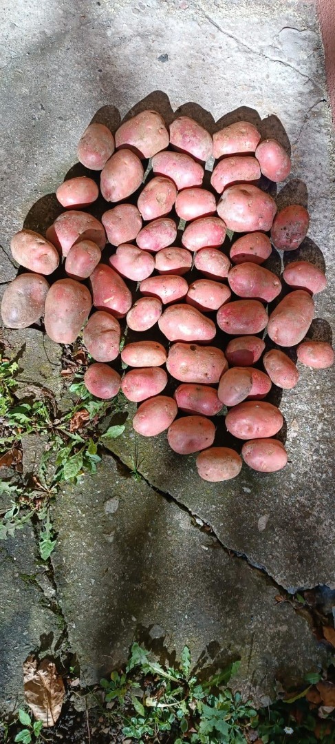 Venta de patatas de mesa - Cosecha 2026