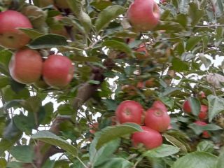 Soy un pequeño productor de fruta (manzanas) del condado