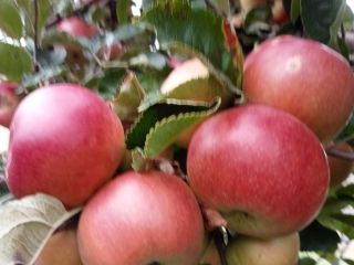 Soy un pequeño productor de fruta (manzanas) del condado