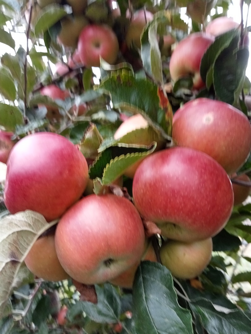 Soy un pequeño productor de fruta (manzanas) del condado de Dâmbovița, comuna de Manesti, localidad de Dragaiesti-Ungureni