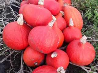 Calabaza de Hokkaido: Naranja, Amoro, Uchiki Kuri. La recojo