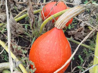 Calabaza de Hokkaido: Naranja, Amoro, Uchiki Kuri. La recojo