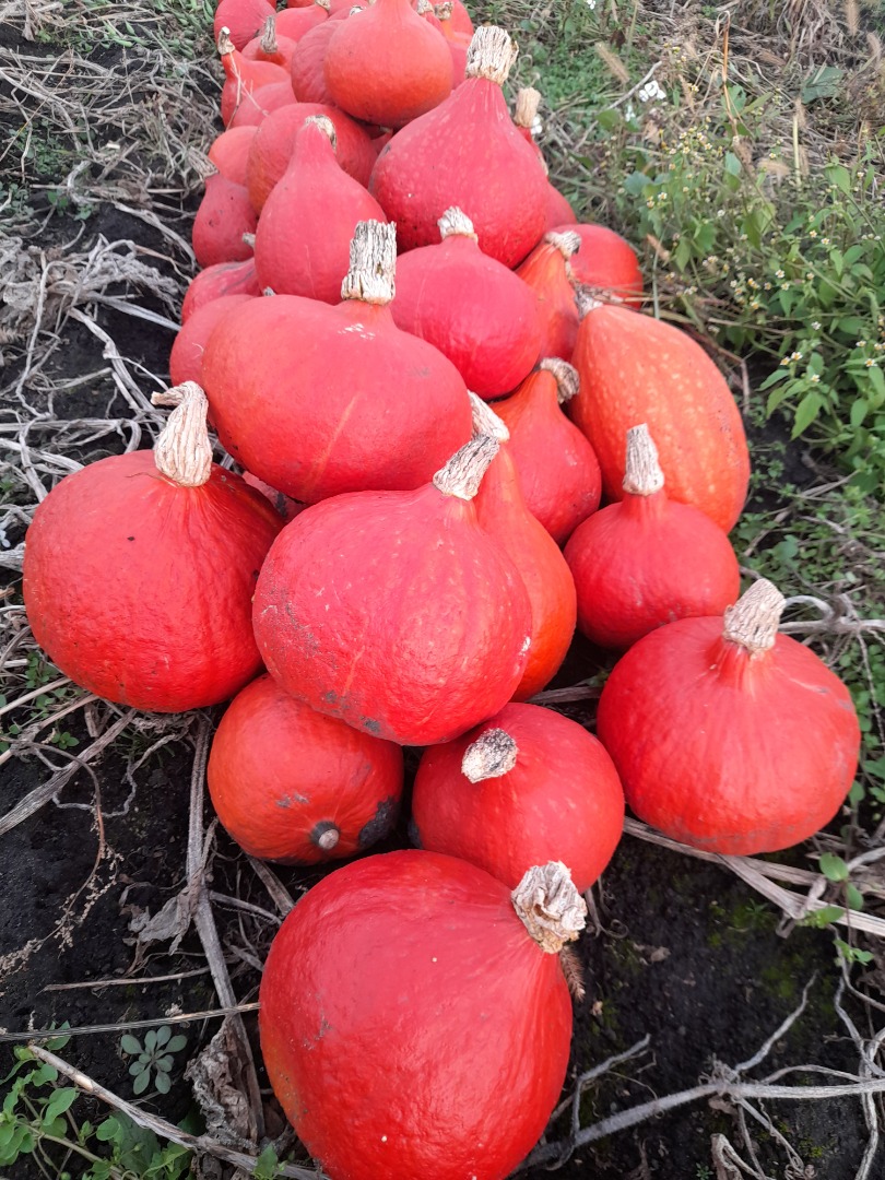 Calabaza de Hokkaido: Naranja, Amoro, Uchiki Kuri
