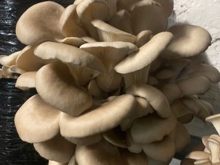 Venderé setas ostra de mi propio cultivo.