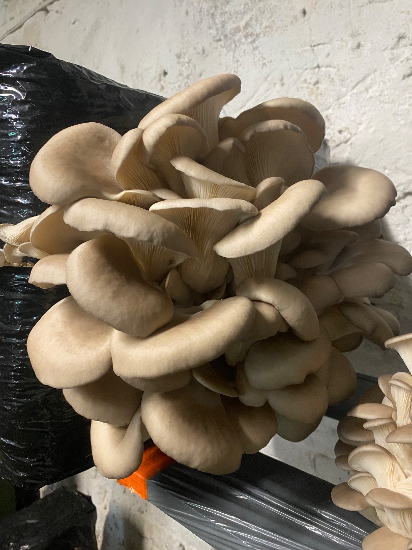Venderé setas ostra de mi propio cultivo